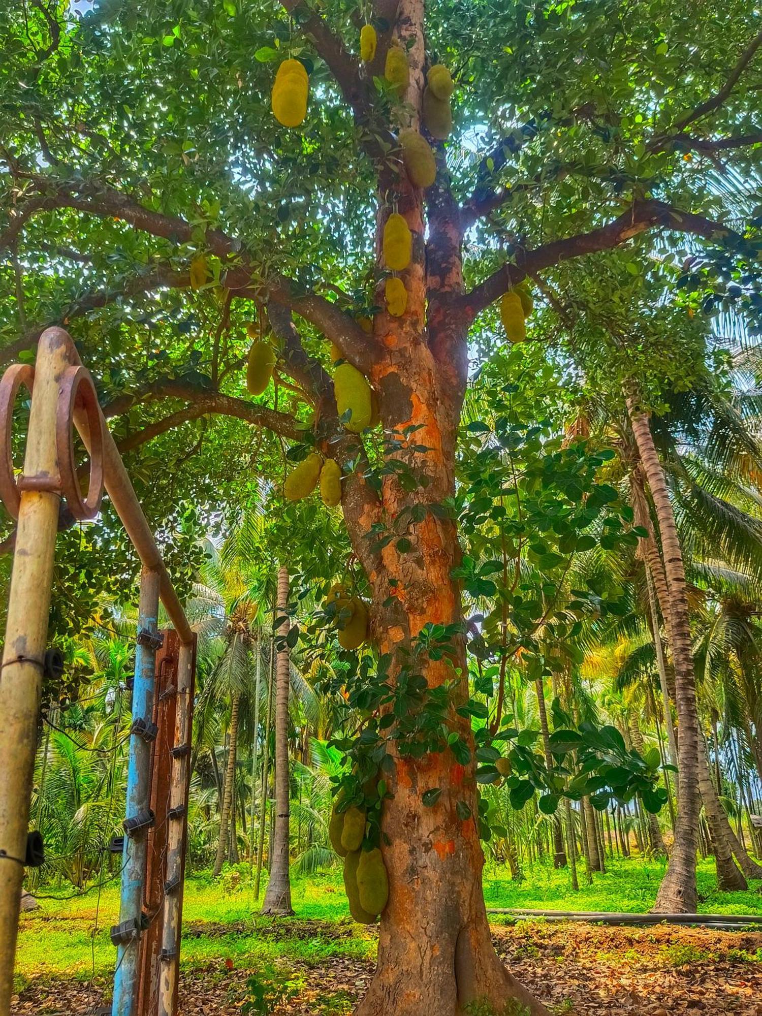 Shivalaya Farmstay Located Amdist Coconut Farm With River Access Near Isha,Adiyogi,Siruvani Alāndurai Εξωτερικό φωτογραφία